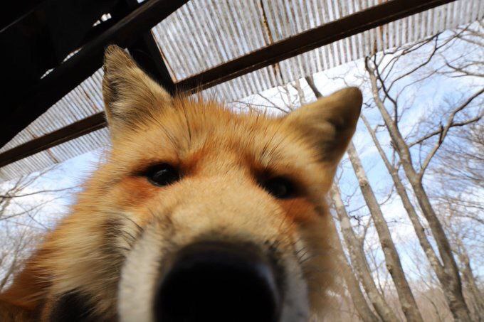 fox